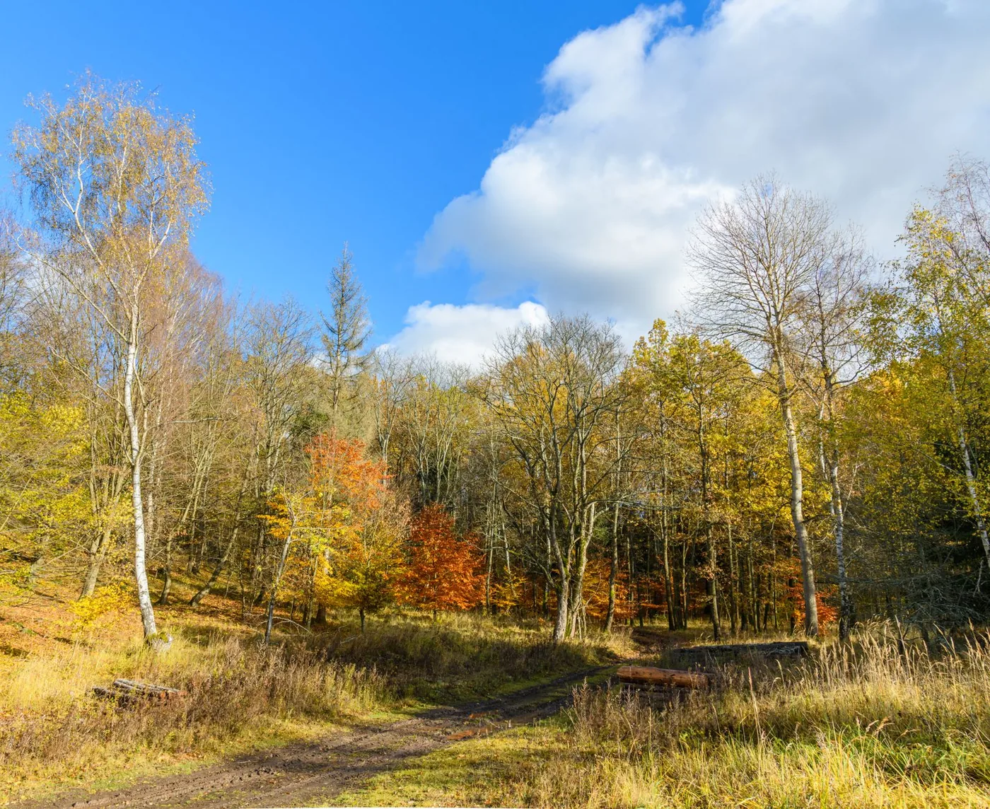 Šumava — ilustrační fotografie